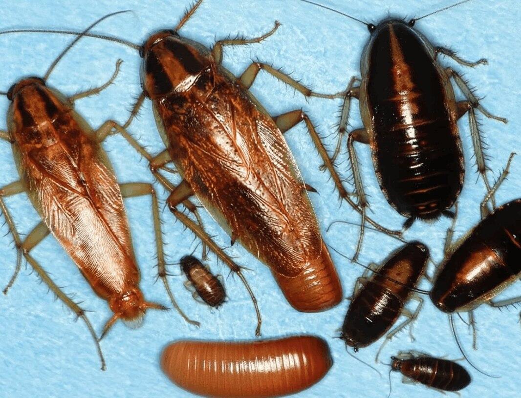 Уничтожение мокриц - 